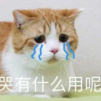 花花与三猫catlive图片头像