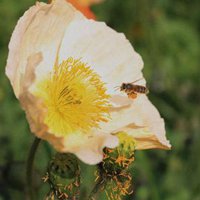 蜜蜂采蜜头像图片高清