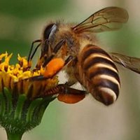 蜜蜂采蜜头像图片高清