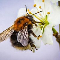 蜜蜂采蜜头像图片高清