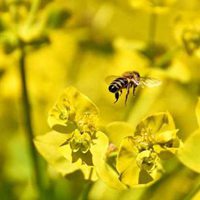 蜜蜂采蜜头像图片高清