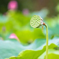 适合夏天用的清凉头像