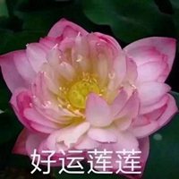 大彻大悟莲花头像图片