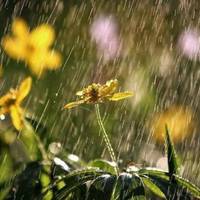 春风化雨图片头像