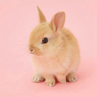 短耳兔小胖头像