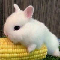 短耳兔小胖头像