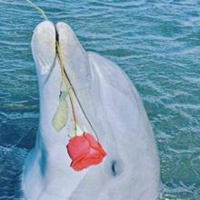 海豚头像 可爱浪漫的海豚头像