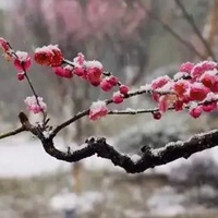 一朵傲雪寒梅图片 一朵寒梅傲立雪中唯美图片