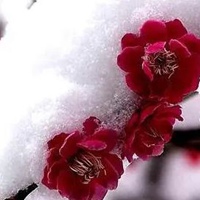 一朵傲雪寒梅图片 一朵寒梅傲立雪中唯美图片