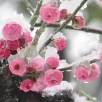 一朵傲雪寒梅图片 一朵寒梅傲立雪中唯美图片