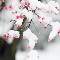 一朵傲雪寒梅图片 一朵寒梅傲立雪中唯美图片