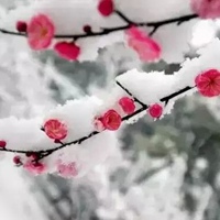 一朵傲雪寒梅图片 一朵寒梅傲立雪中唯美图片