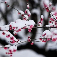 一朵傲雪寒梅图片 一朵寒梅傲立雪中唯美图片