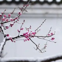 一朵傲雪寒梅图片 一朵寒梅傲立雪中唯美图片