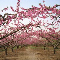 桃花满地唯美图片 桃花散落满地的唯美图片