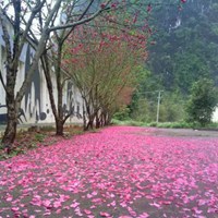 桃花满地唯美图片 桃花散落满地的唯美图片