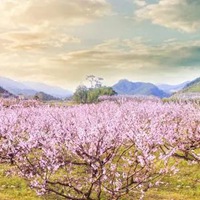 桃花满地唯美图片 桃花散落满地的唯美图片