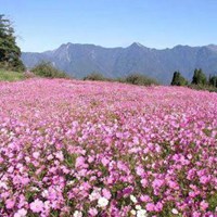 桃花满地唯美图片 桃花散落满地的唯美图片