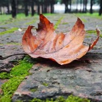 秋天落叶伤感图片带字 秋风秋雨落叶伤感图片