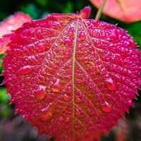 秋雨的唯美图片 秋雨绵绵的凄凉景色图片