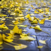 秋雨的唯美图片 秋雨绵绵的凄凉景色图片