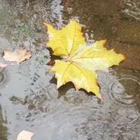 秋雨的唯美图片 秋雨绵绵的凄凉景色图片