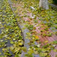 秋雨的唯美图片 秋雨绵绵的凄凉景色图片