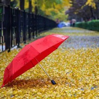 秋雨的唯美图片 秋雨绵绵的凄凉景色图片