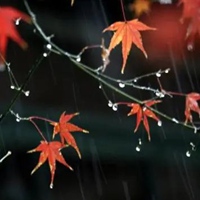 秋雨的唯美图片 秋雨绵绵的凄凉景色图片