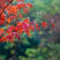 秋雨的唯美图片 秋雨绵绵的凄凉景色图片