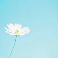 一朵花的图片唯美图片 唯美好看的一朵鲜花图片