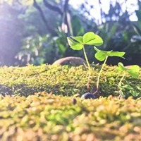 清晨阳光图片唯美图片 真实早晨阳光唯美风景图片