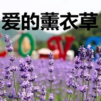 薰衣草图片带字爱情 唯美浪漫薰衣草图片