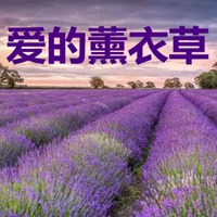 薰衣草图片带字爱情 唯美浪漫薰衣草图片