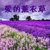 薰衣草图片带字爱情 唯美浪漫薰衣草图片