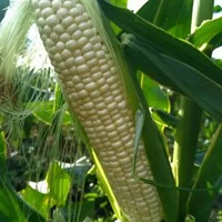 玉米地做微信头像 玉米地背景头像