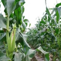 玉米地做微信头像 玉米地背景头像