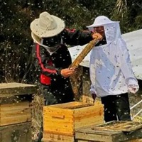 养蜂人图片 真实养蜂人家图片