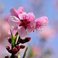 最漂亮的花景图片大全 好看的花景图片