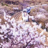 最漂亮的花景图片大全 好看的花景图片