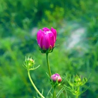 最漂亮的花景图片大全 好看的花景图片