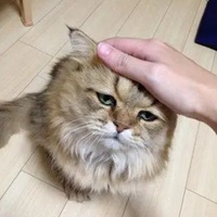 我的悲伤那么大猫图片 悲伤辣么大猫咪表情图