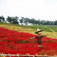 稻草人真实图片 稻草做的稻草人图片