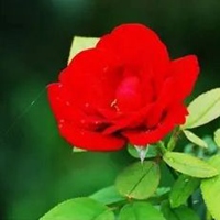 小蔷薇花图片大全大图 漂亮的红色小蔷薇花图片