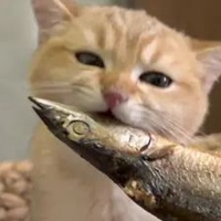 小鱼干的照片头像 猫咪抱着小鱼干头像