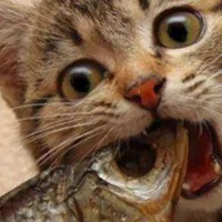 小鱼干的照片头像 猫咪抱着小鱼干头像