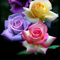 最吸引人的漂亮花图片 最漂亮吸引人的花朵图片