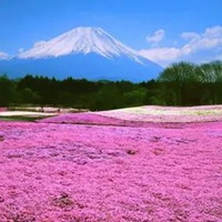 唯美浪漫的日本花海治愈系风景头像