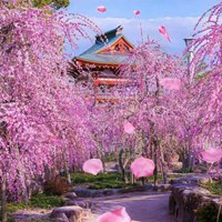 唯美浪漫的日本花海治愈系风景头像