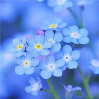 微信花朵图片唯美头像 好看唯美的最美花朵头像